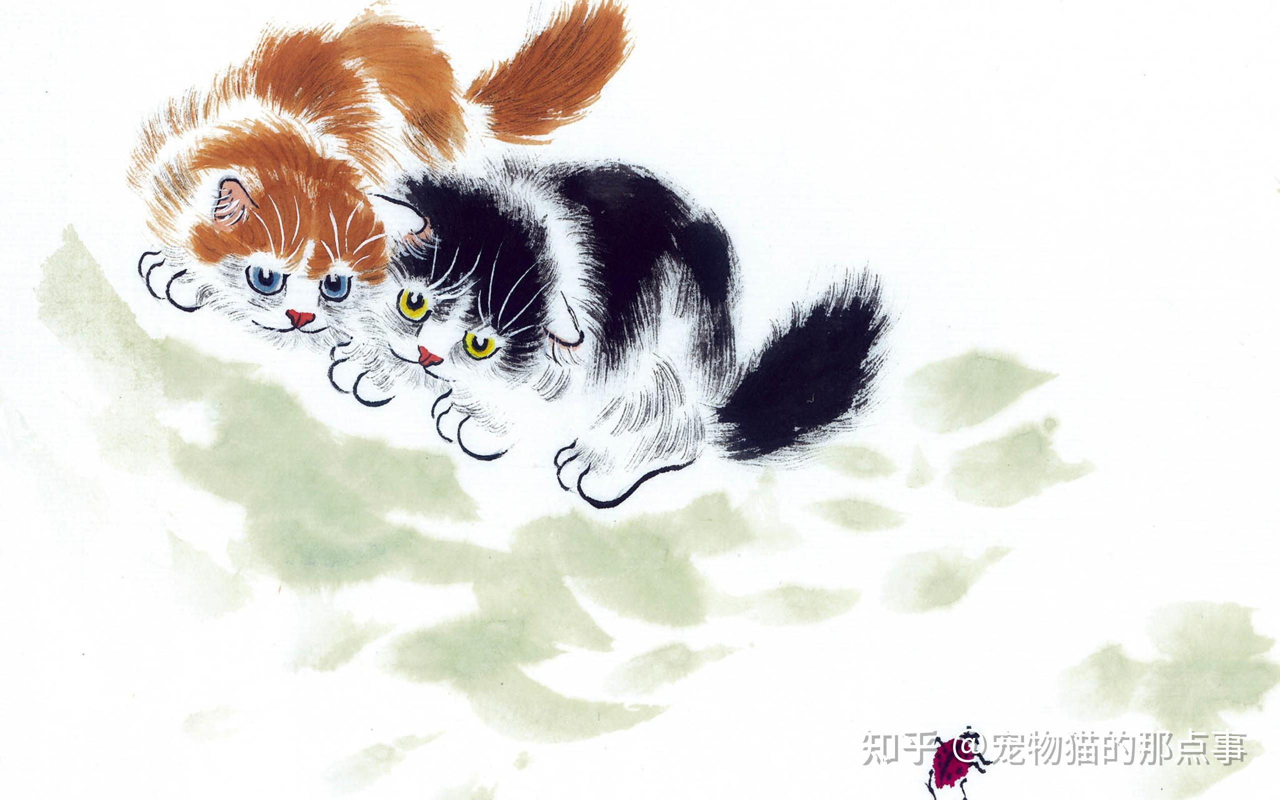 长毛猫图片大全长毛猫高清壁纸