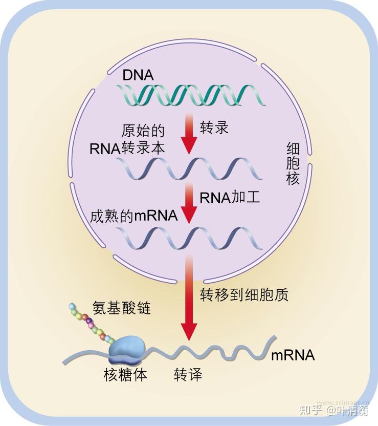 高中生物重要插图第二期 - 知乎