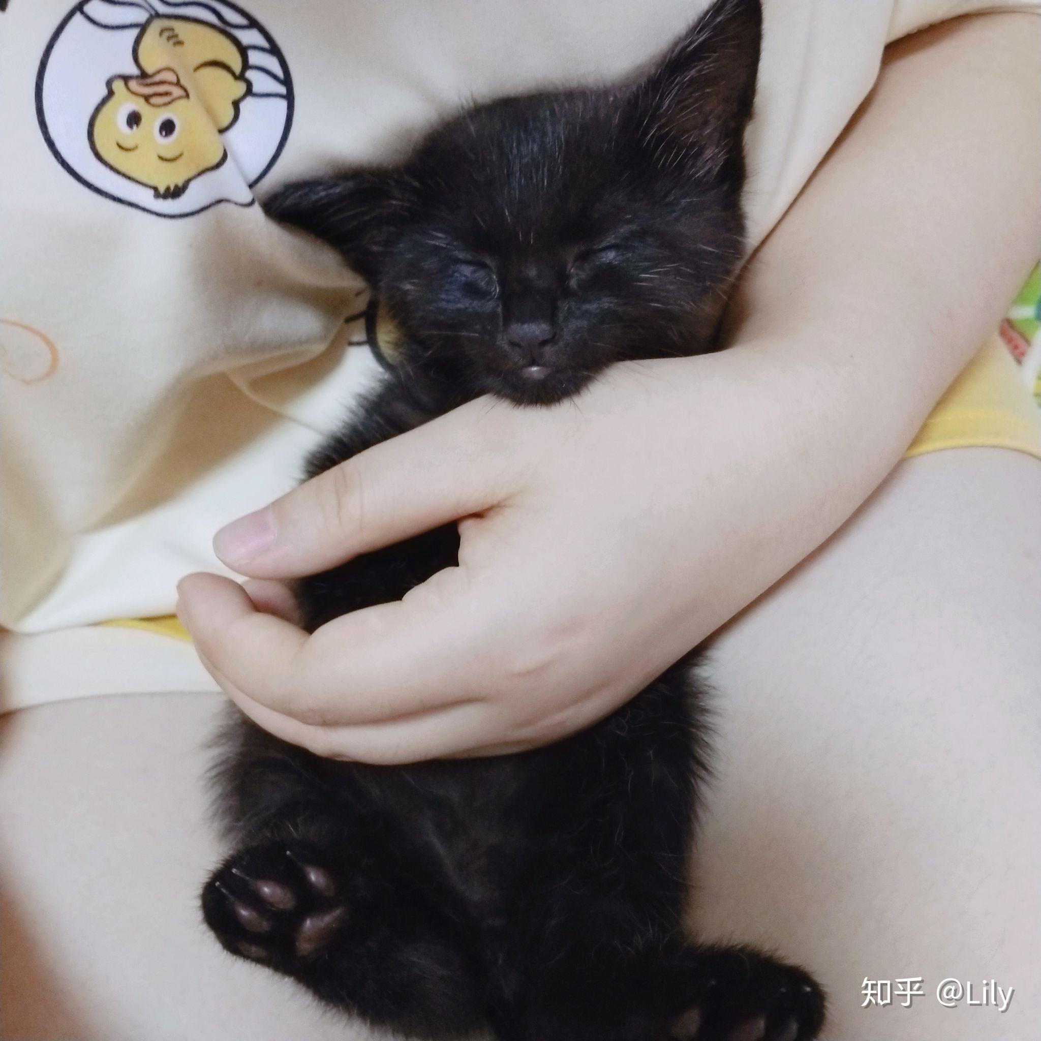 我家的新成员(猫咪)妙妙成长记录