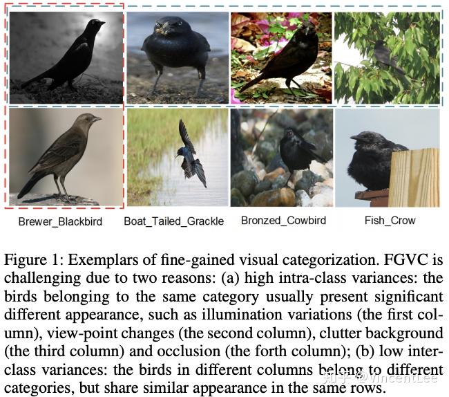 細粒度分類(fine-grained visual categorization, fgvc)是圖片分類的