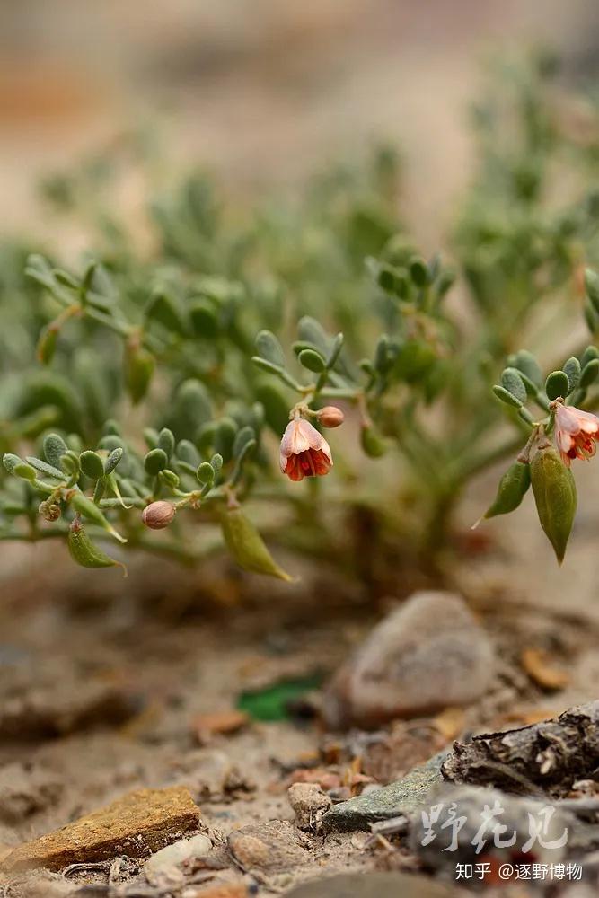 荒漠盐碱地植物