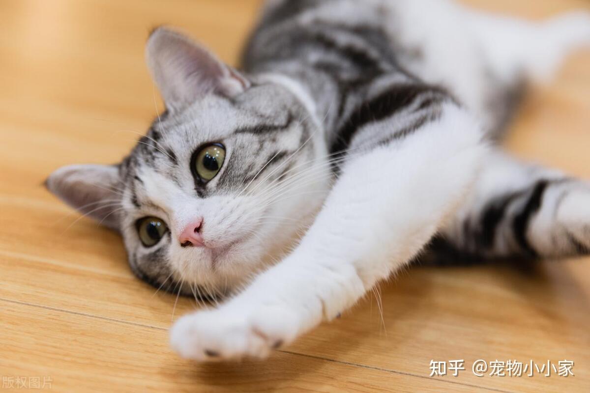 养猫必看!6种适合新手养的猫,好养又省心 - 知乎