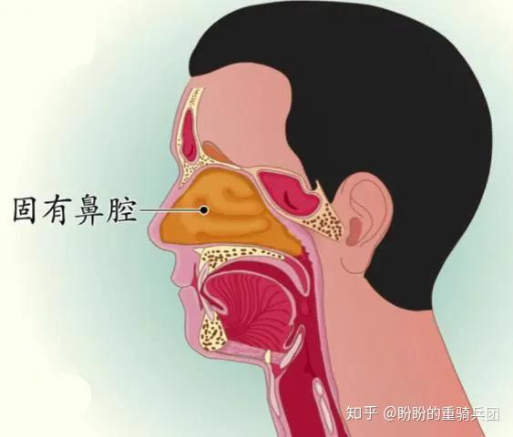 鼻息肉是什么得了鼻息肉一定要手术吗