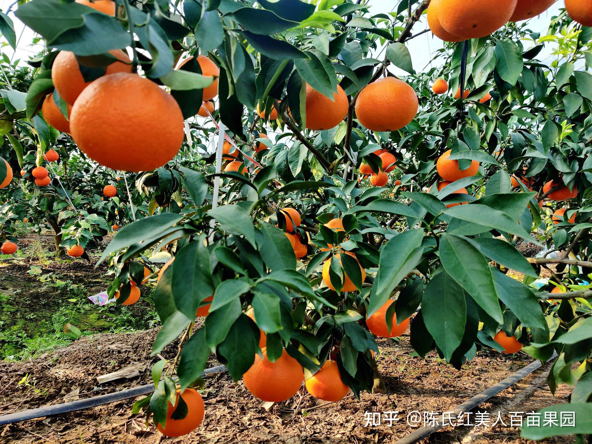 哪里可以购买到正宗的红美人柑橘