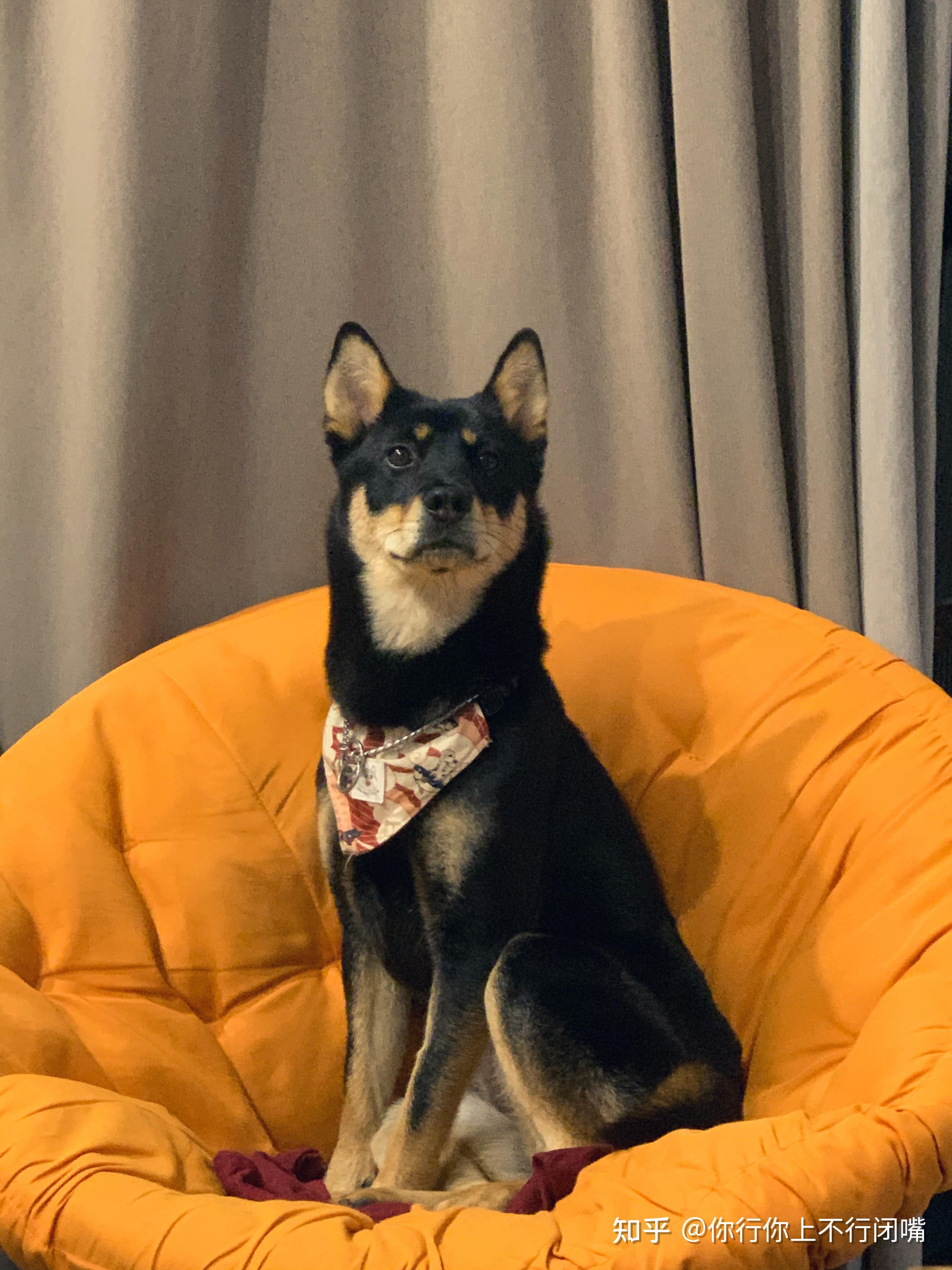 中华田园犬中的四眼狗是什么犬类？ - 知乎