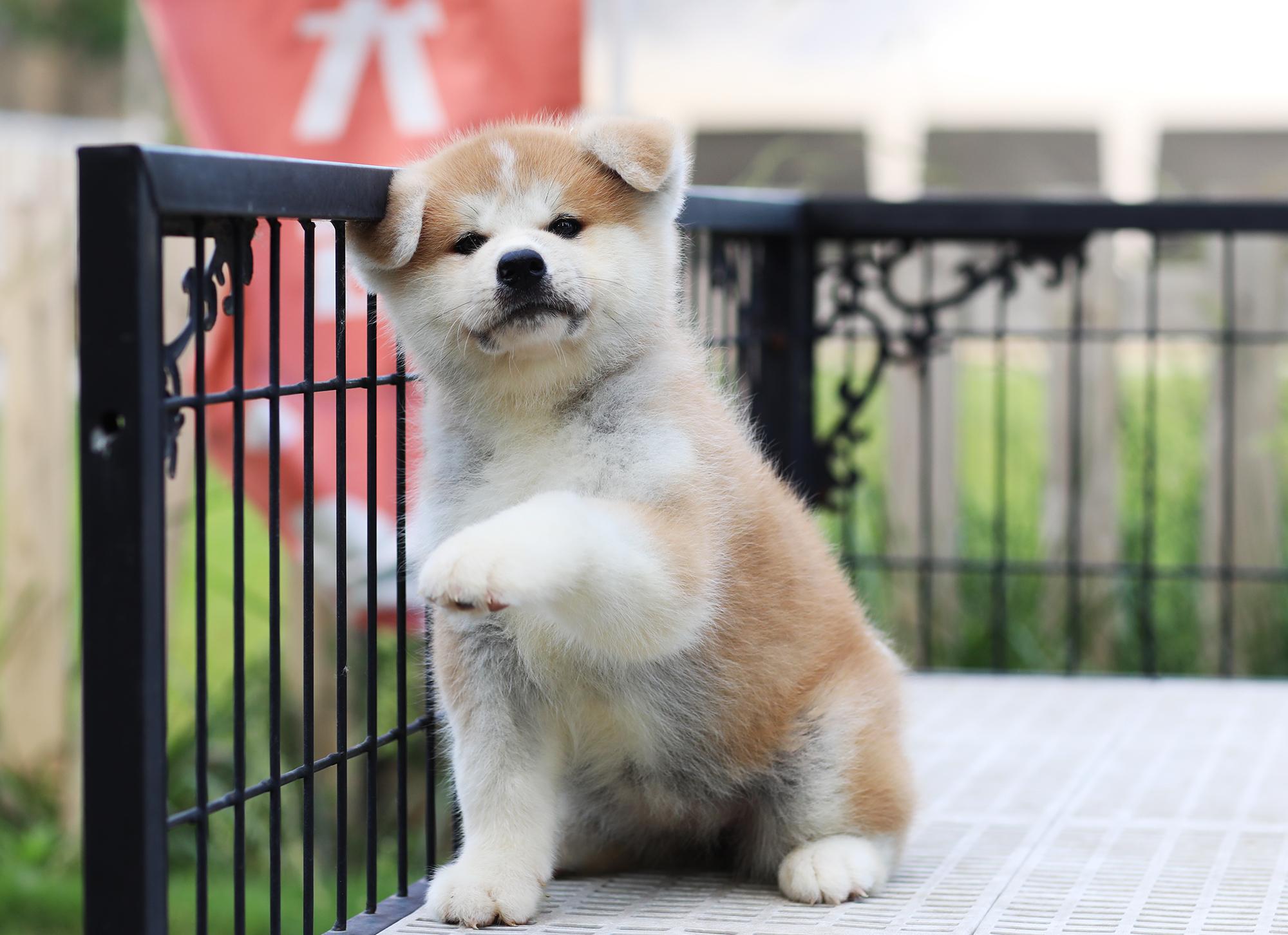 圖中黑色的是秋田犬還是柴犬