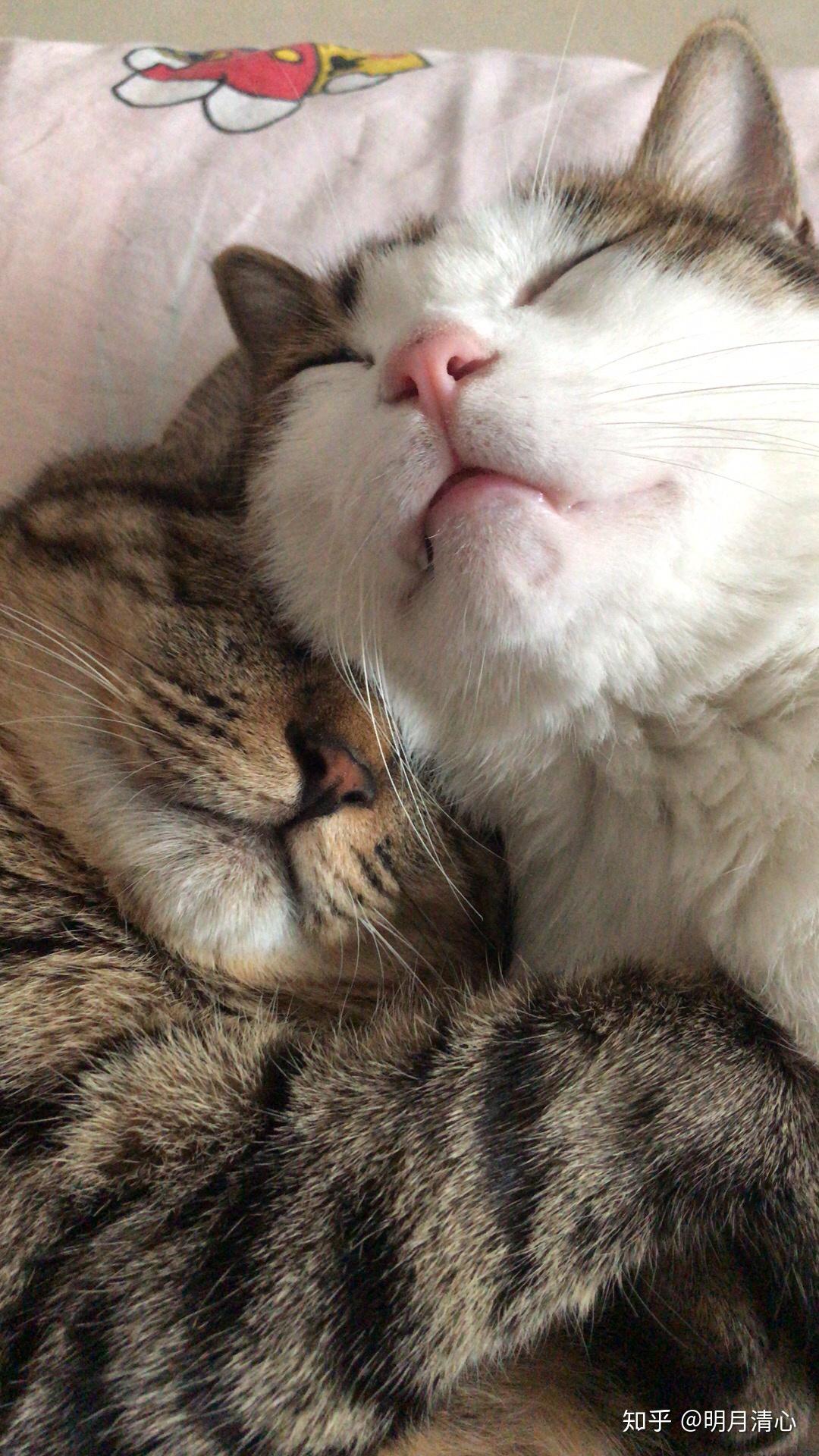 什么时候带小猫去绝育 v2-f7c0cbf1c6cdc54118c8aac1cc094d08_r.jpg