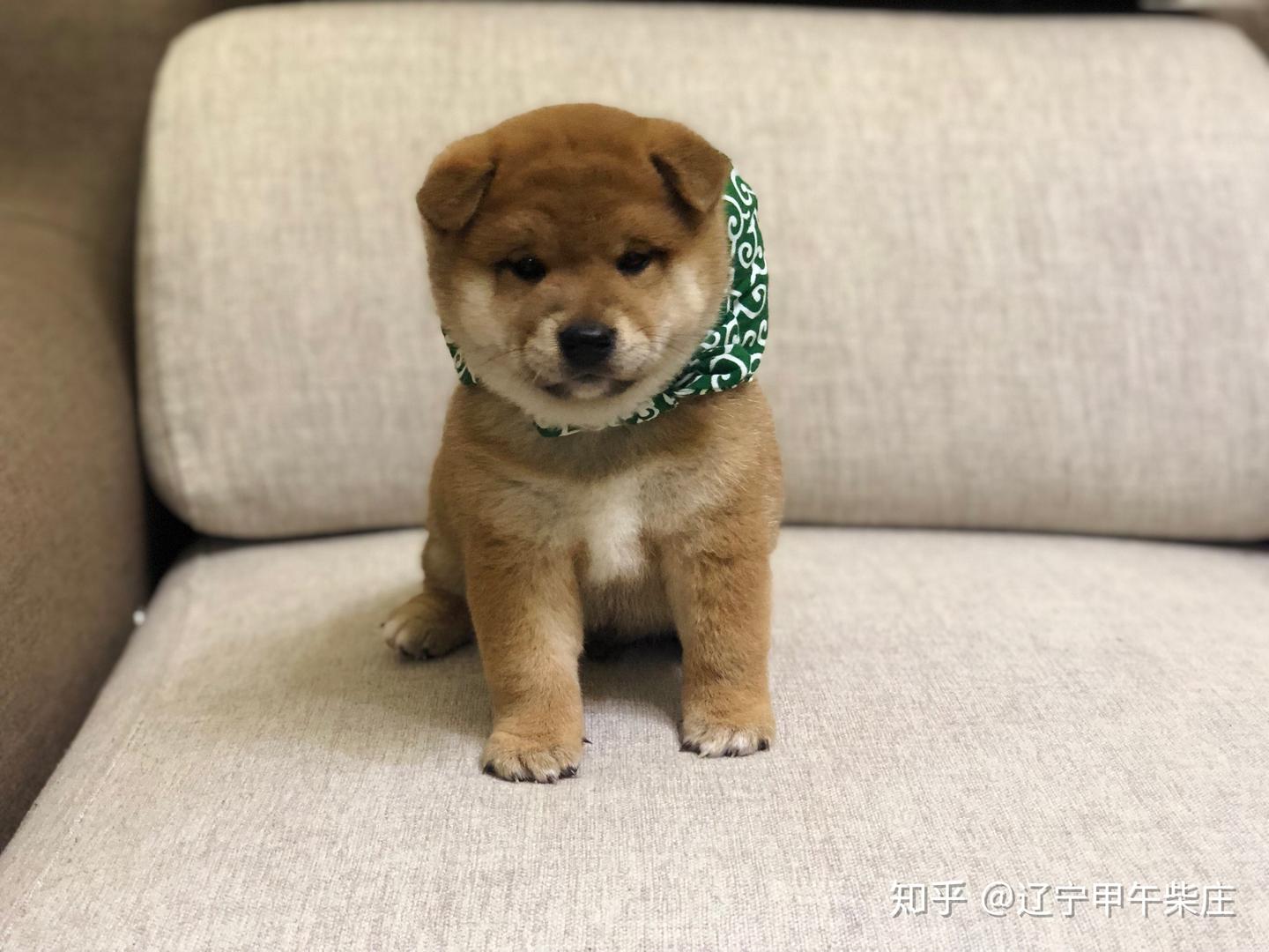 柴犬价格多少钱- 知乎