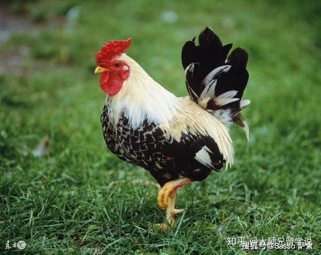 什么是sasso红标土鸡