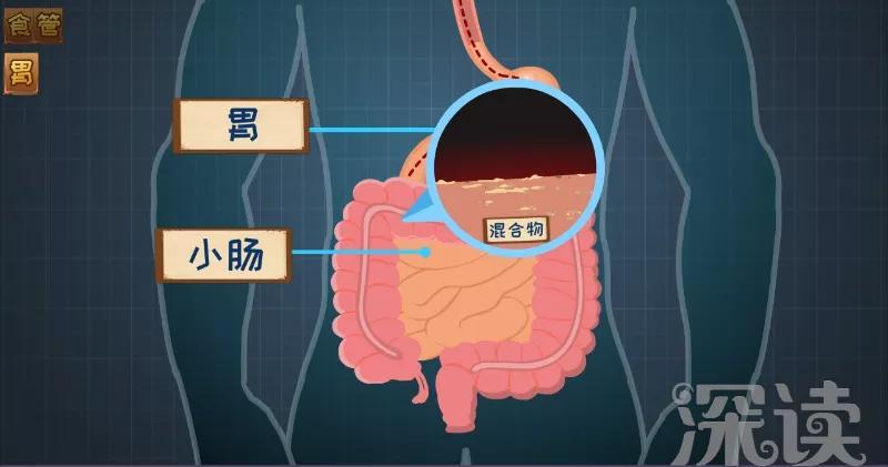 最后在胃的蠕动下,被送去小肠,进入消化的新阶段.