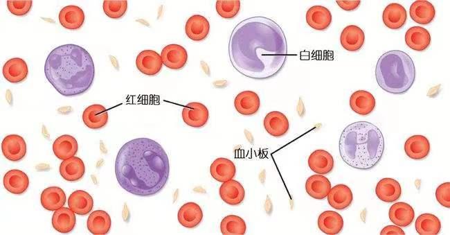 血小板颜色图片