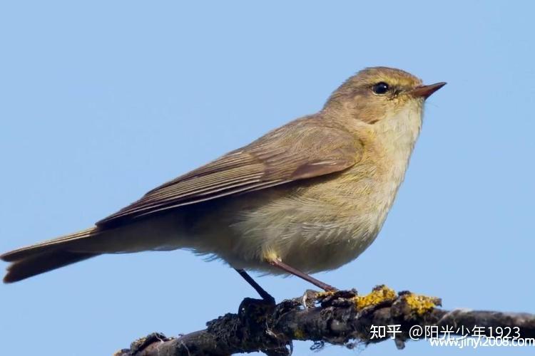 100种的鸟叫声大全