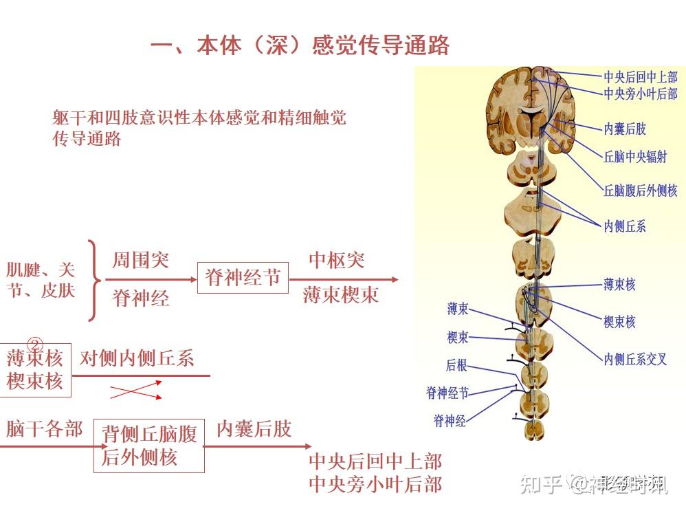 基底节内囊图片