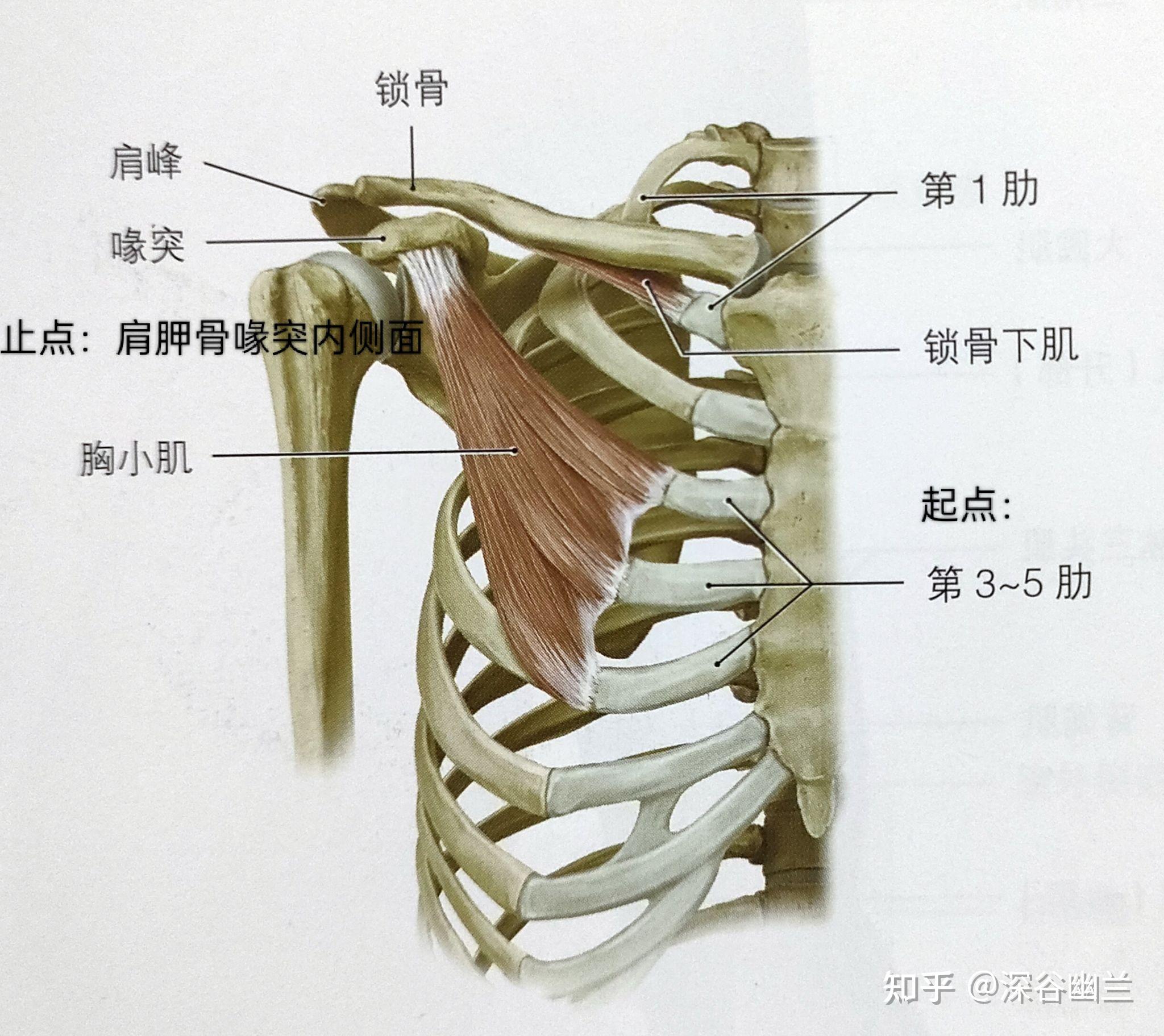 肩胛骨前引图片