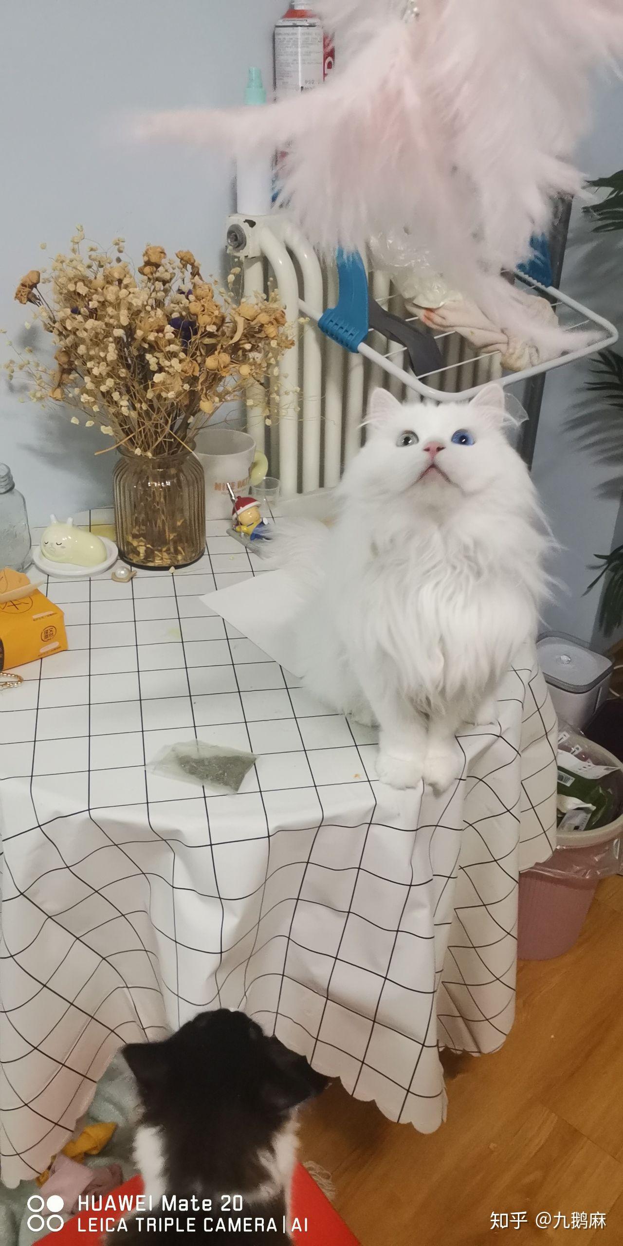 狮子猫大概是什么价格? - 知乎
