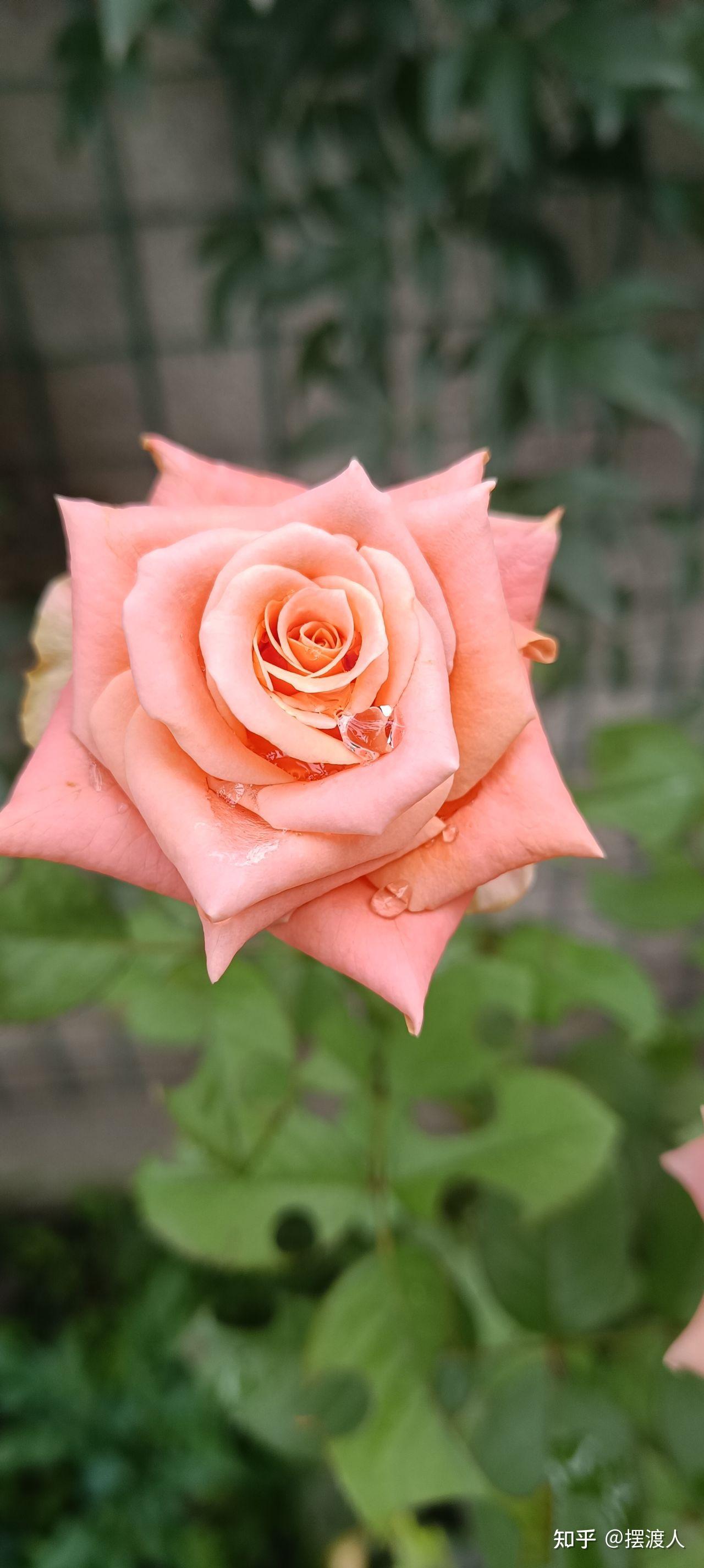 想养花，什么样的花好养，花期还长？ - 知乎