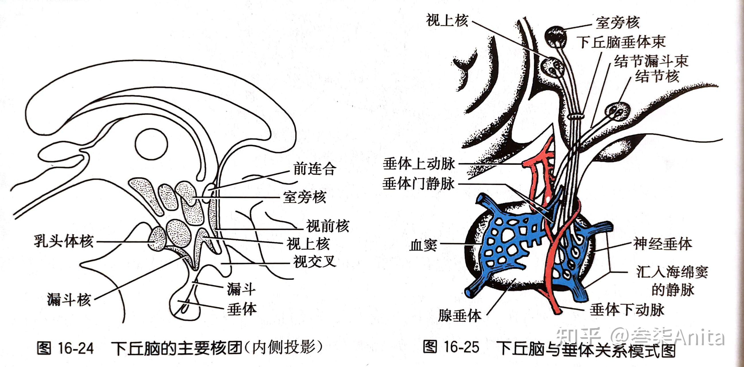 脑干与格式视网膜肢体系统基底节在大脑横截面的位置运动传导通路躯体