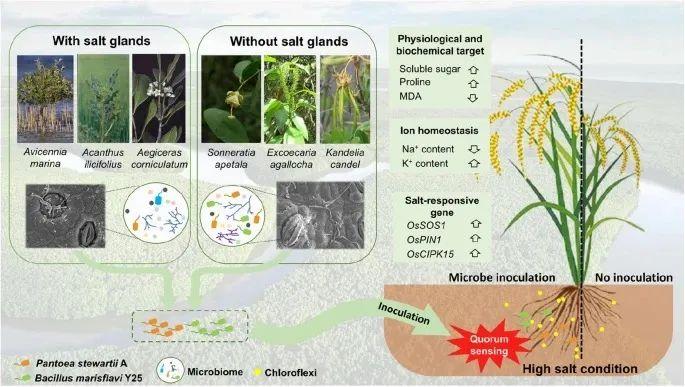 Microbiome | 中山大学发现红树林植物的耐盐促生叶际微生物组合能够促进水稻耐盐性 - 知乎
