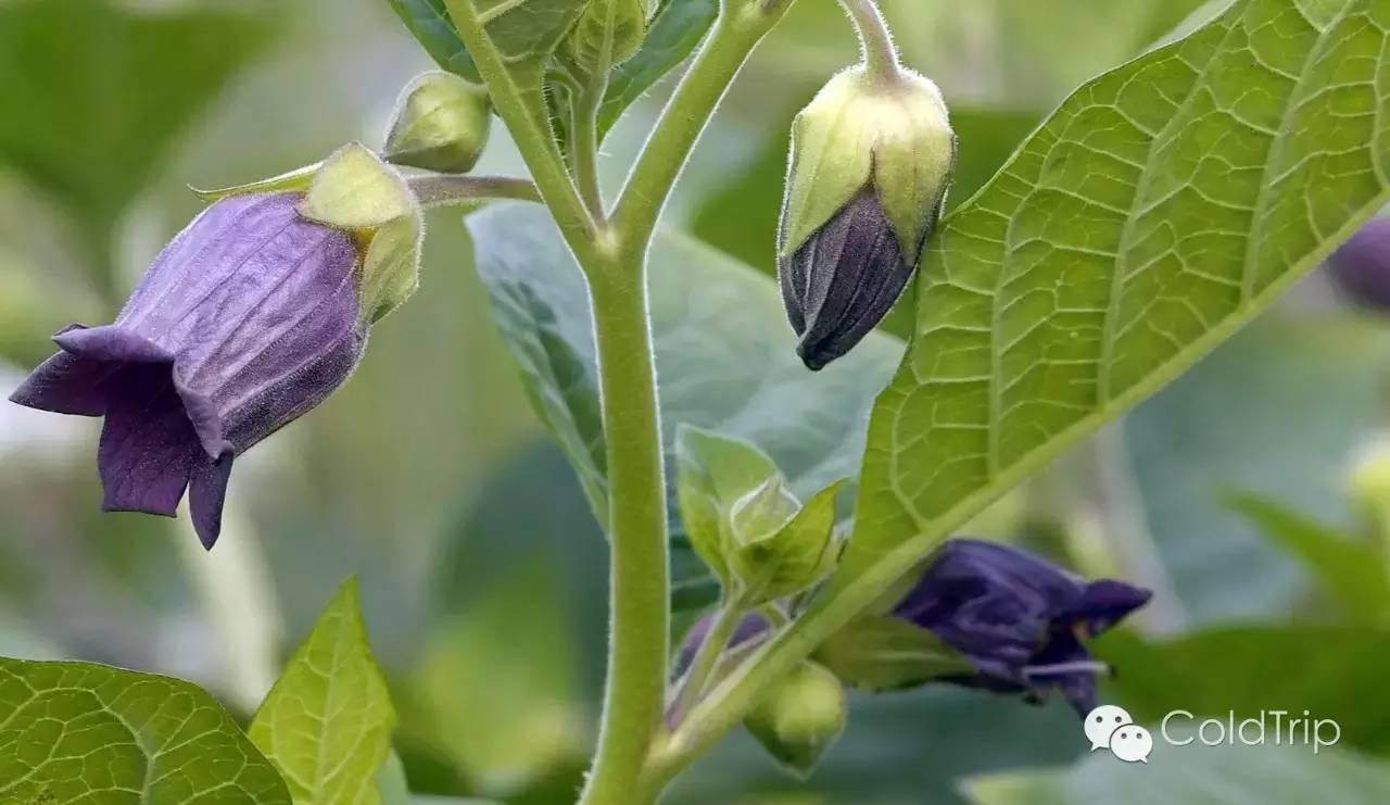 众神的植物 | 致幻简谱 - 知乎