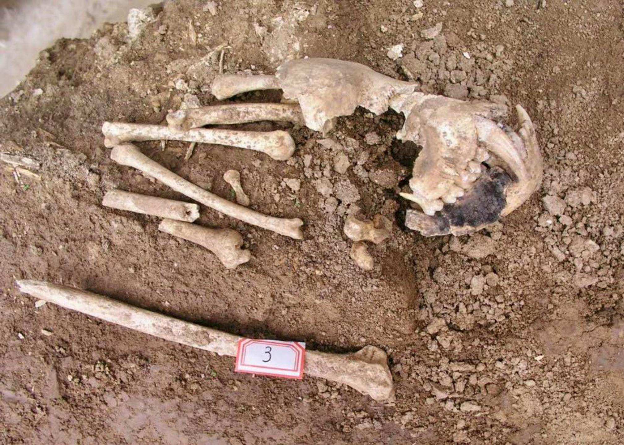 该生物骨骸校土是景象