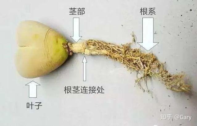 99的人都不知道的生石花发根小技巧