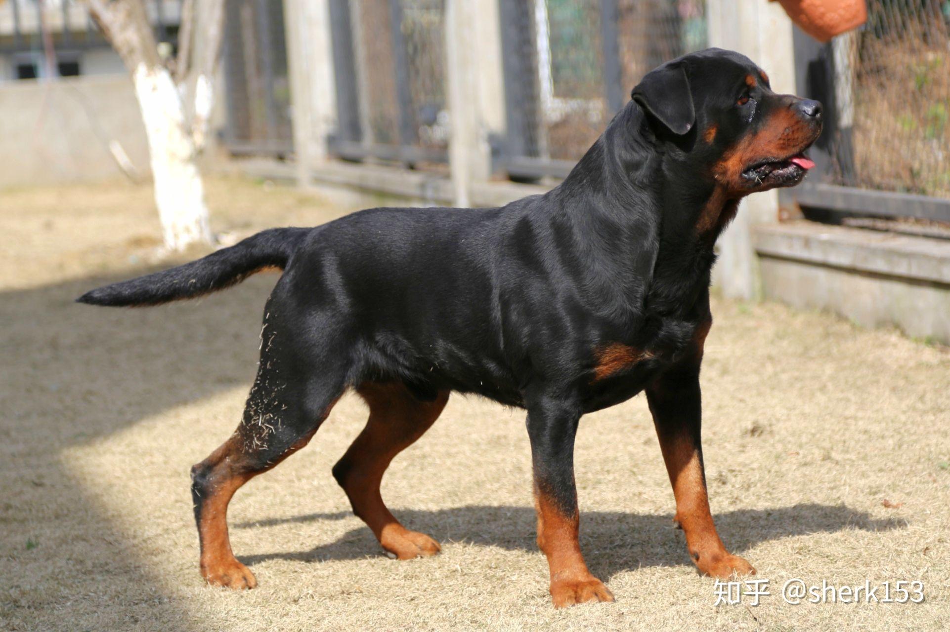 出售非常不错的德系罗维娜 - 罗威纳交易 - 猛犬俱乐部-中国具有影响力的猛犬网站 - Powered by Discuz!