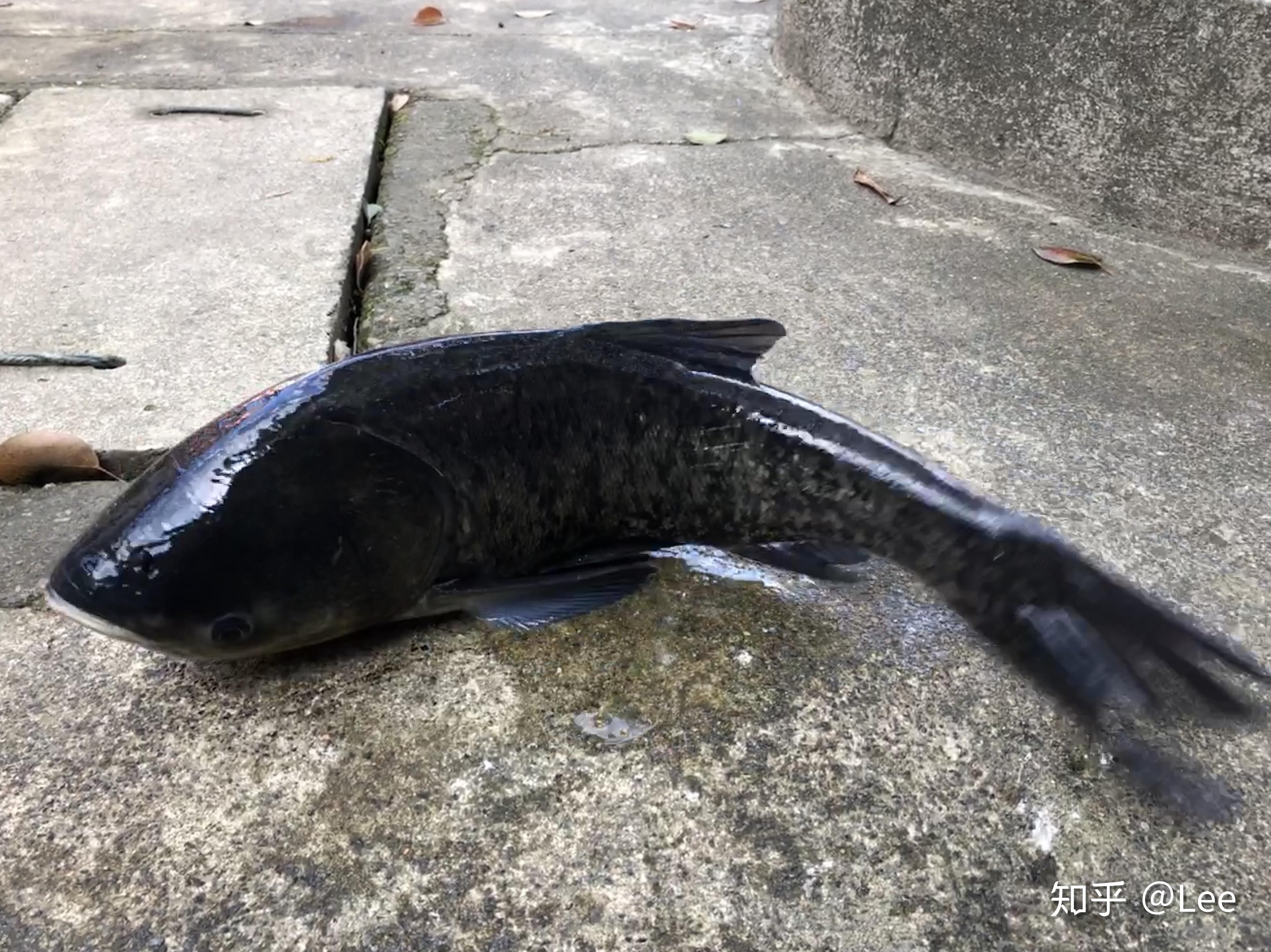 千島湖胖頭魚,重約5斤剁椒魚頭蔥爆魚尾千島湖網紅橋附近的花海