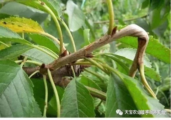 (5)拿枝7月份对已木质化的1年生直立枝,竞争枝和其他壮营养枝,可从