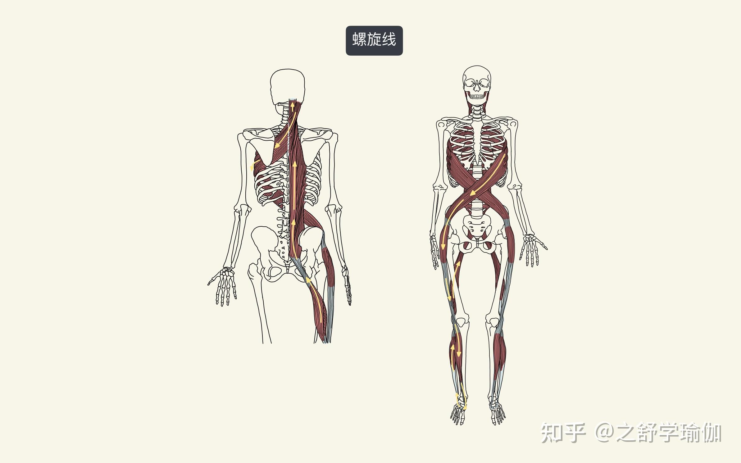 筋膜线-螺旋线