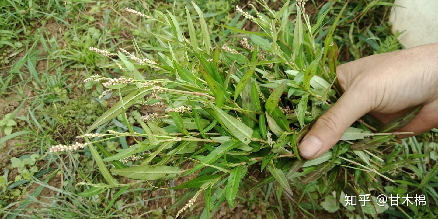 田地里除不尽的杂草:辣蓼,也叫醉鱼草,是制作酒曲的上好材料 - 知乎