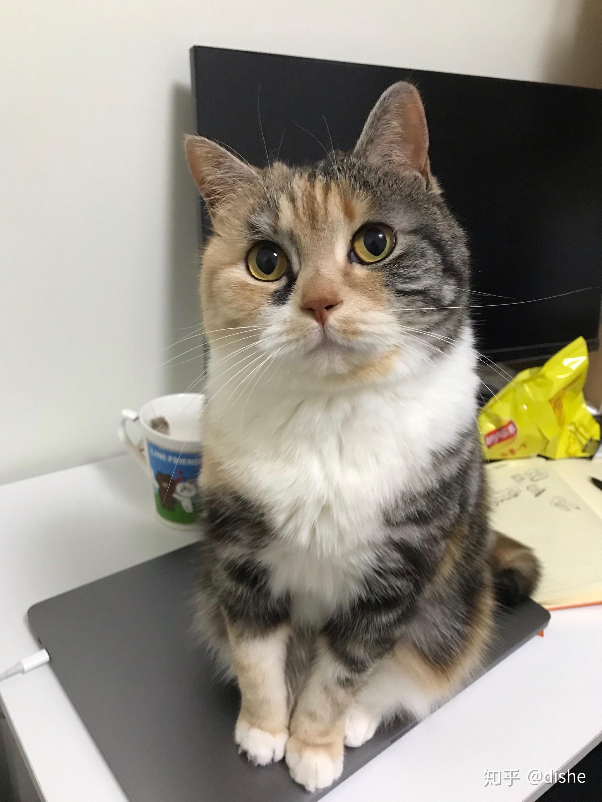 是否存在三花美短这种品种? - 知乎