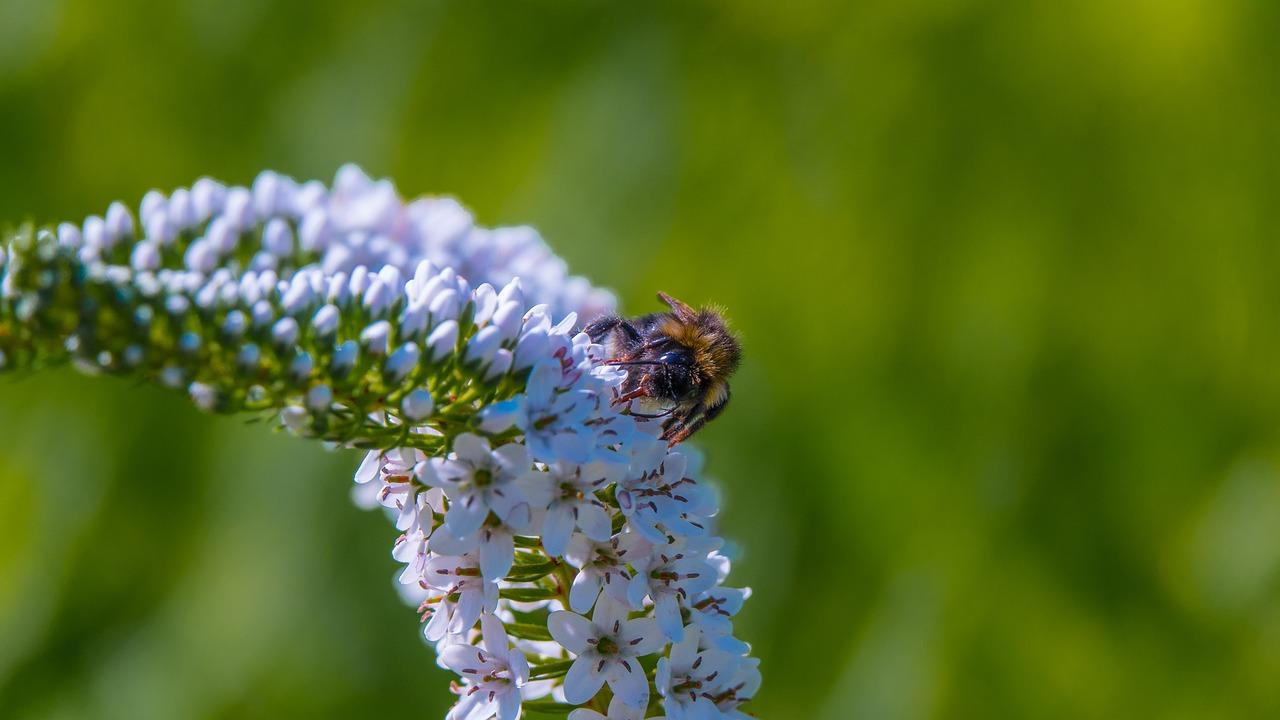 玉露开花如何授粉