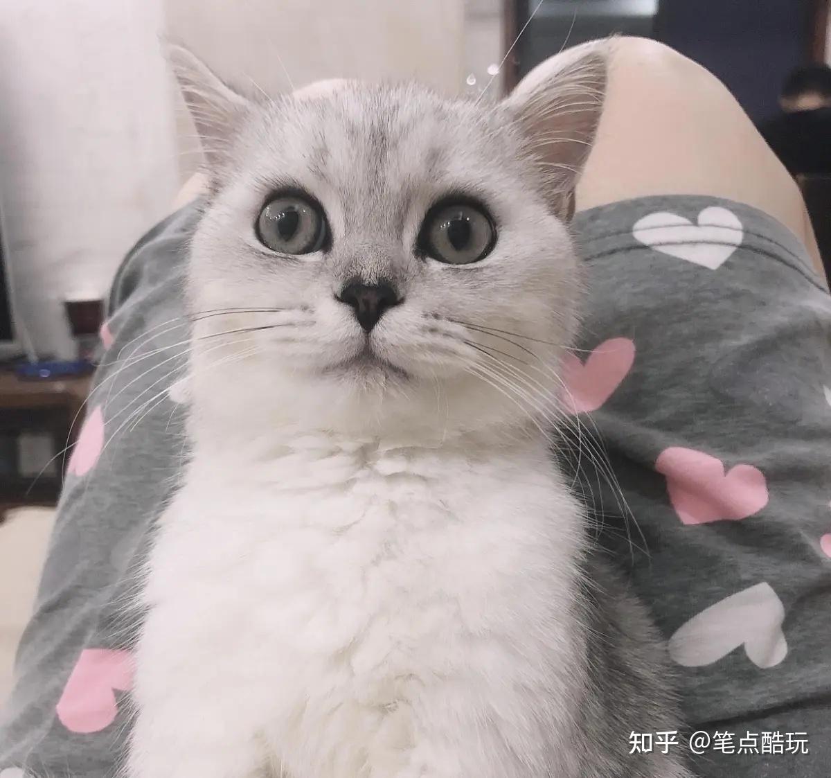 宠物探秘:铲屎官假装晕倒后,猫猫会是什么反应? - 知乎