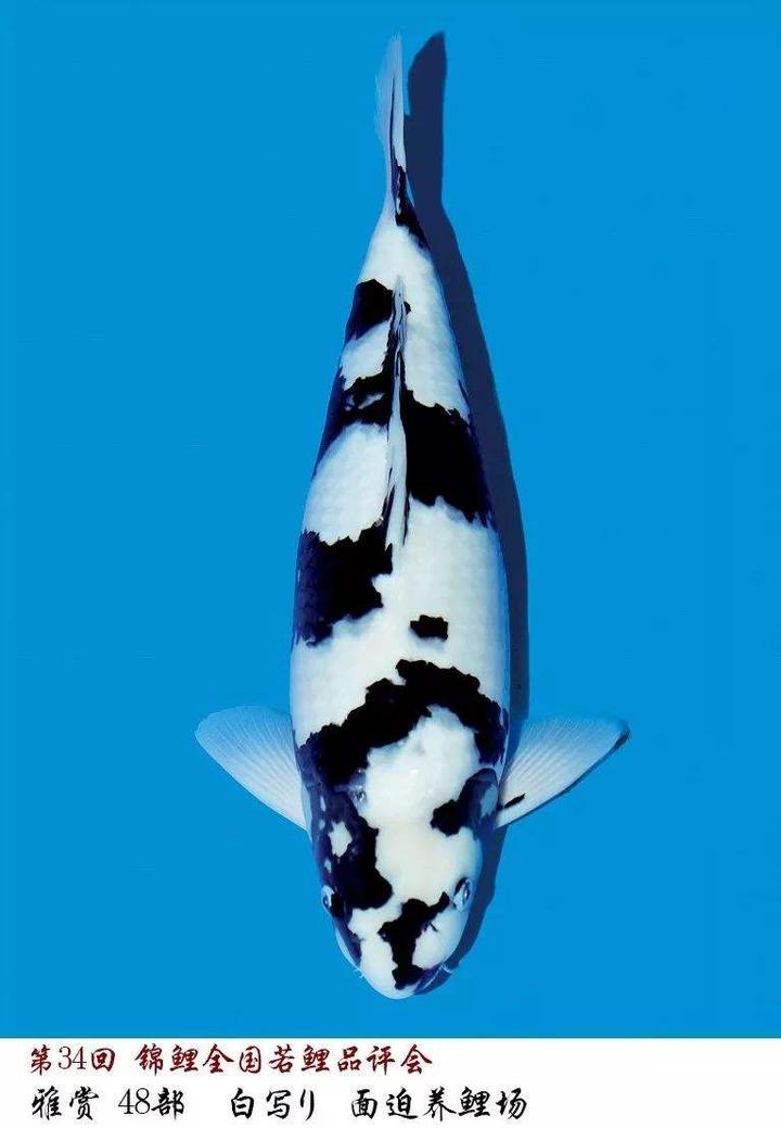 锦鲤 「 白写」