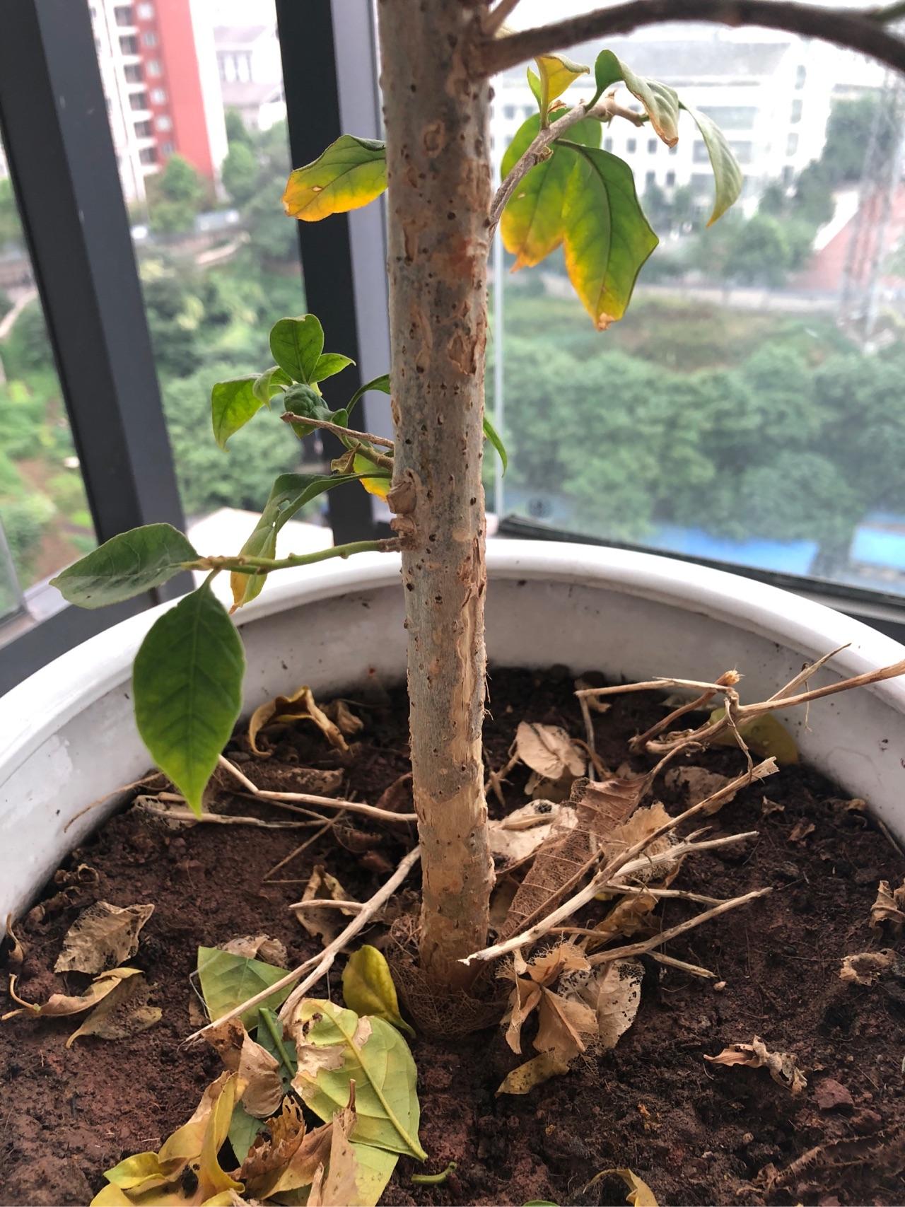 三角梅树干发白枝 树叶发黄 怎么救? - 知乎