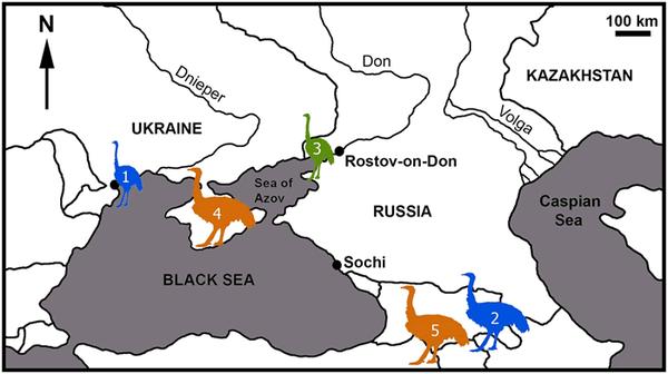 The spread of ostriches in the Black Sea region