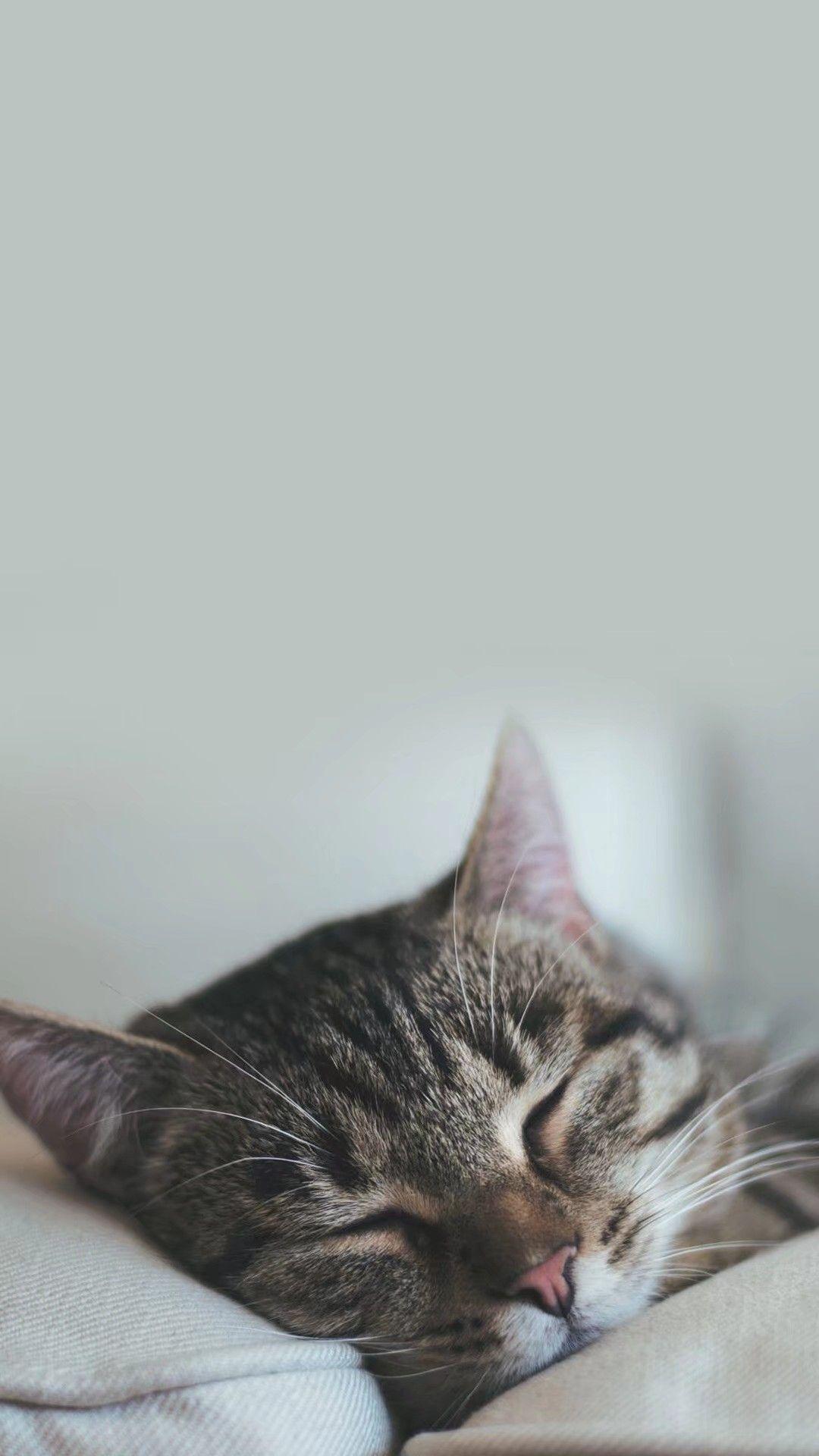 可以给我看看你们的猫咪壁纸屏保桌面吗