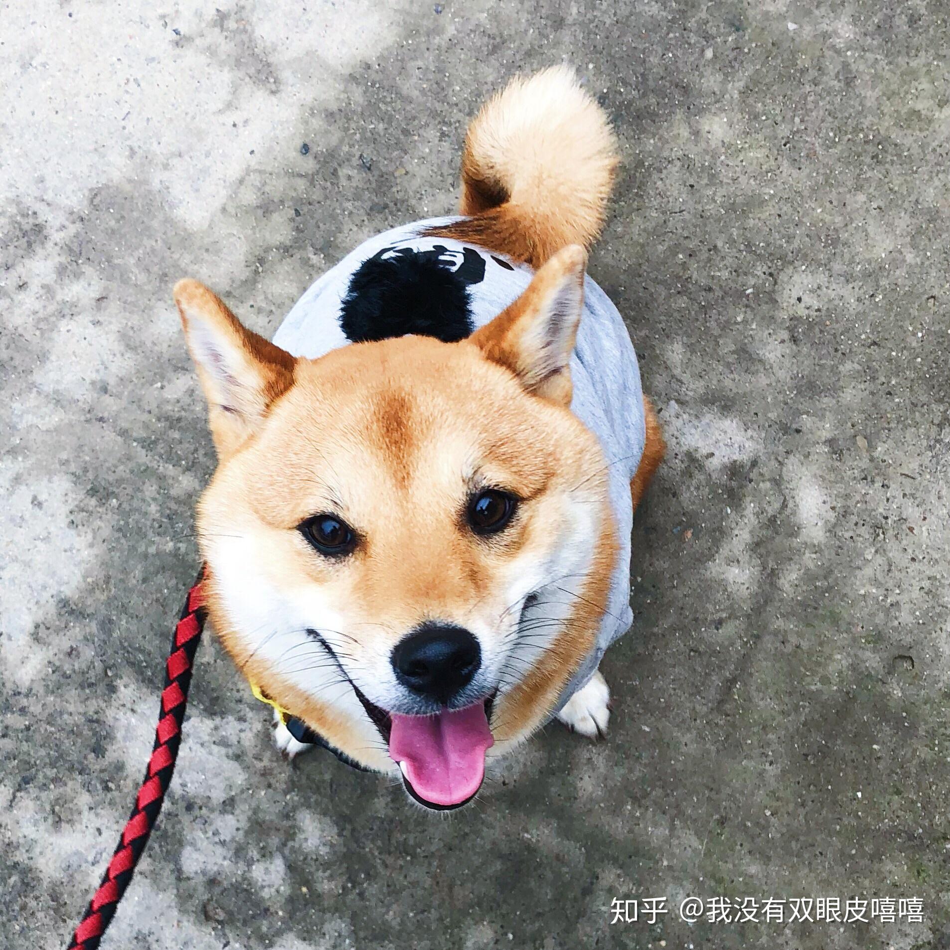 为什么这么多人养柴犬 v2-f81e348d6e5df8f02a0c348a95985ec0_r.jpg