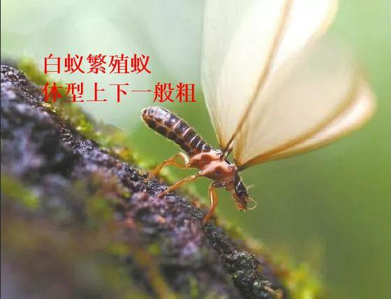 v2-f8234cdb279790df0e2720712d7cc880_1440w.jpg?source=172ae18b