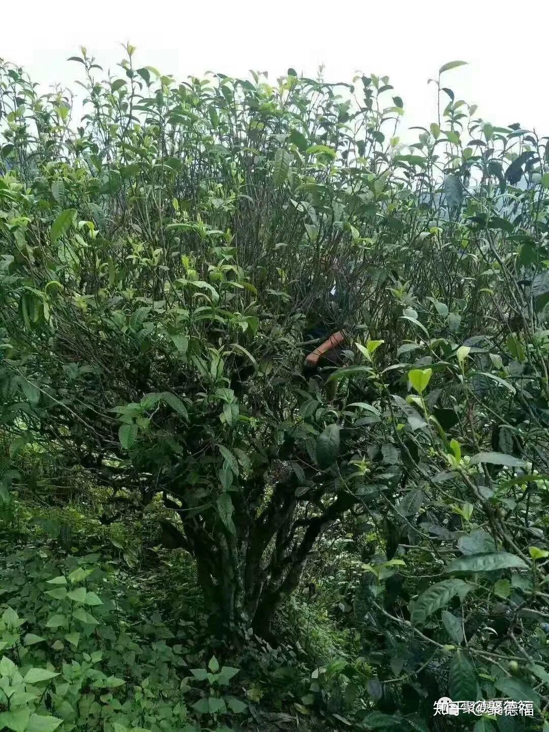 古树茶特点和现存的古树普洱茶区 - 知乎