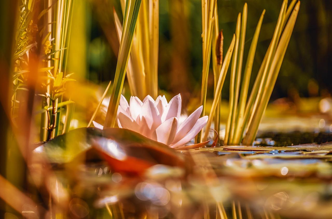 3. 注意光照需求