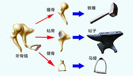 食指上小小的白块就是一块锤骨,伸出自己的食指脑补下它有多小听骨链