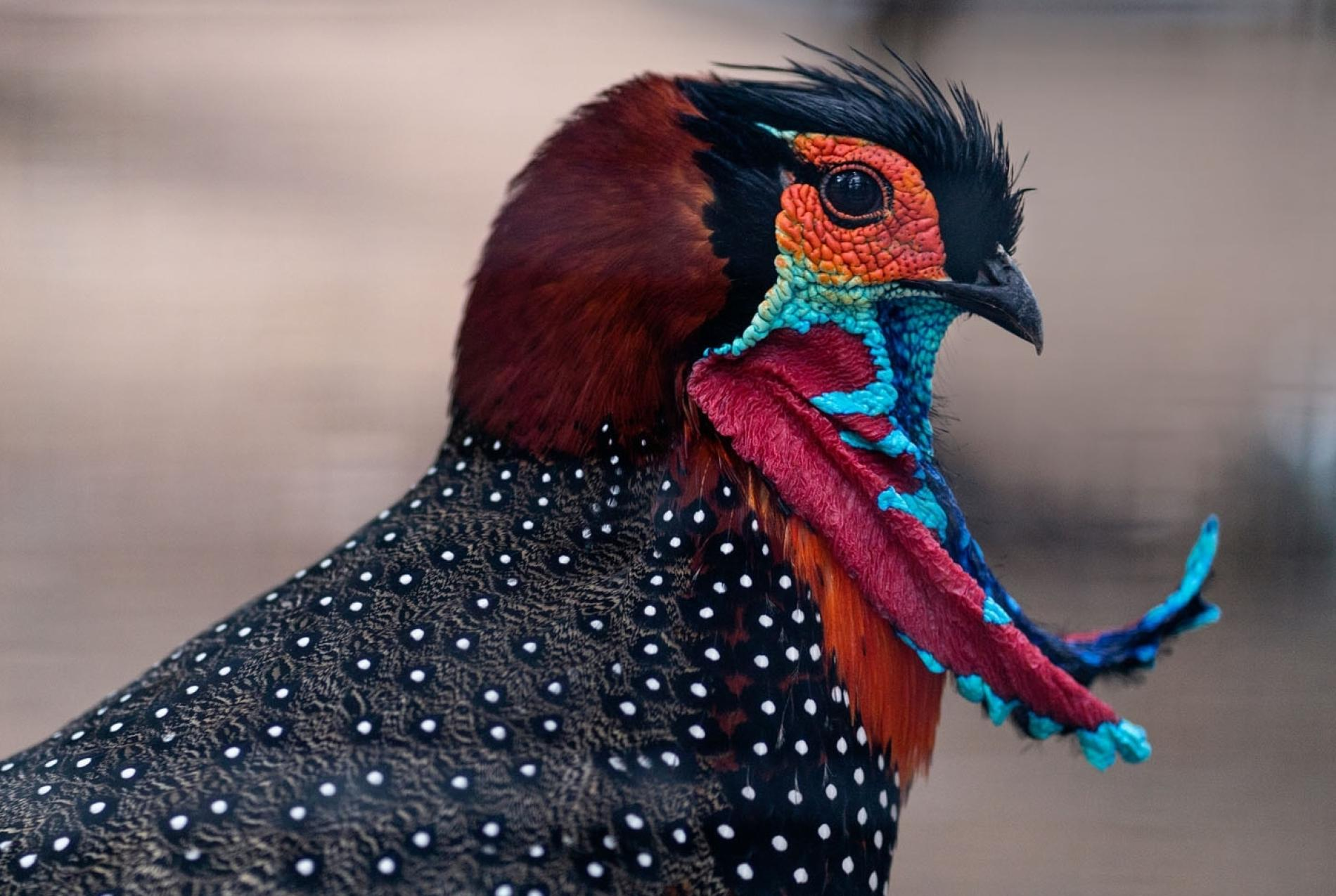 有哪些外表好看的鸟纲鸡形目鸟类动物? - 知乎