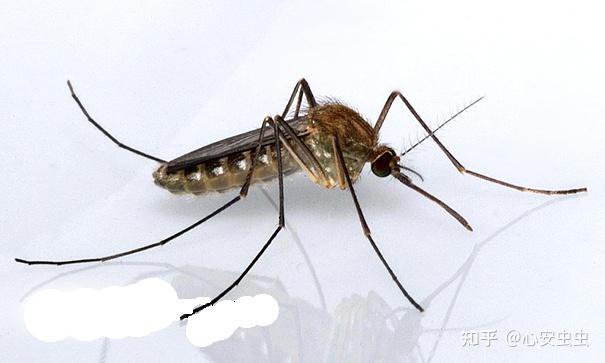 有害生物防制系列蚊子常識知多少