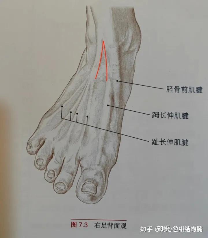 8 足阳明胃经 - 知乎