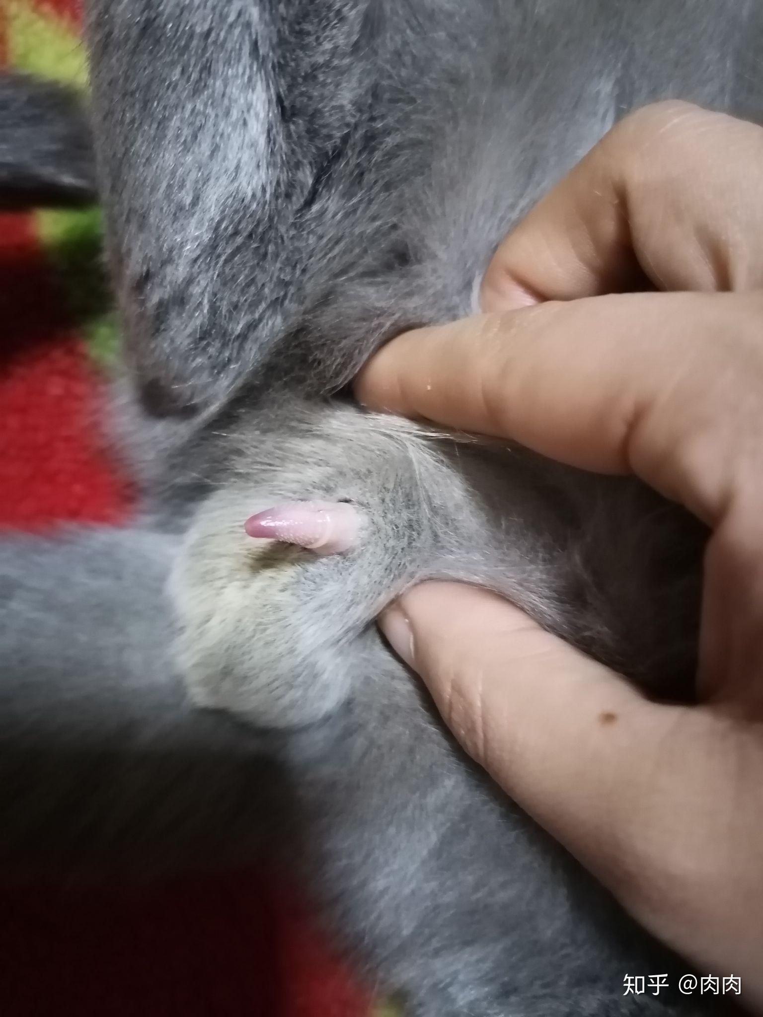 猫咪的丁丁变色了会不会生病