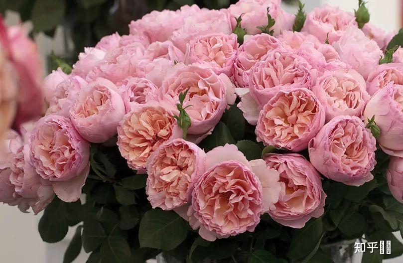 英国国花是玫瑰还是月季? - 知乎