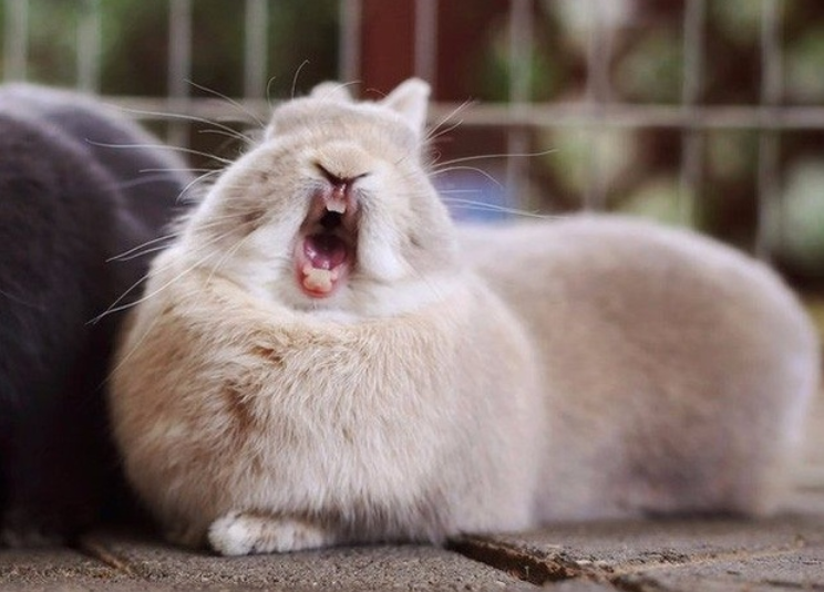 兔子会得口腔溃疡吗