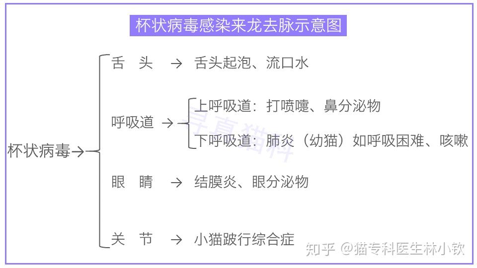 猫杯状病毒感染21猫咪舌头溃疡舌头起泡流口水