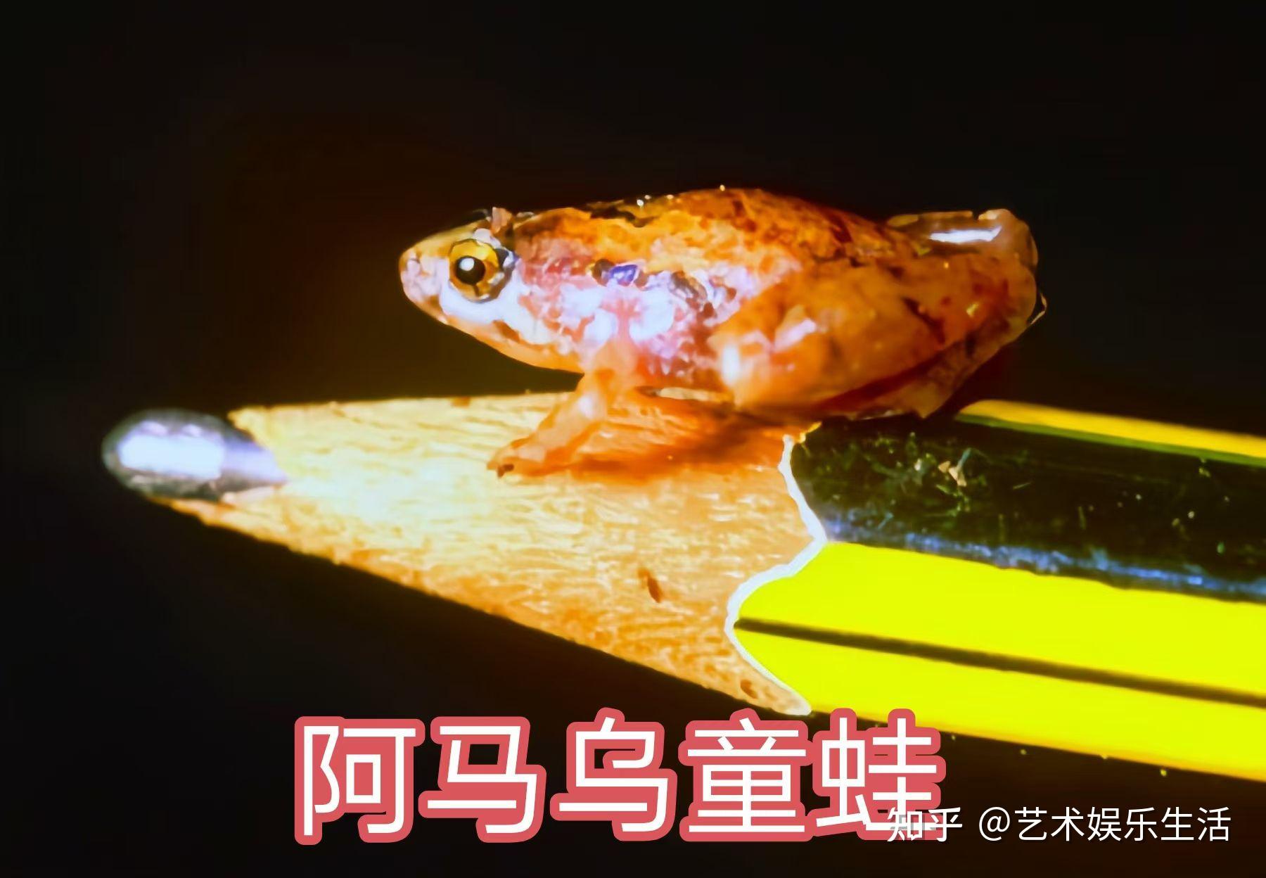 世界之最的动物有哪些 - 知乎